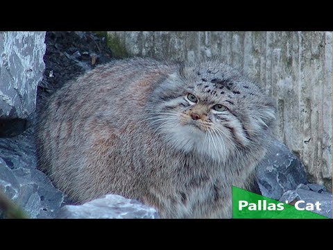 Pallas' Cat (Nature Documentary)