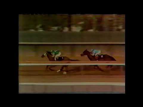 PLEASANT COLONY - Wood Memorial 1981