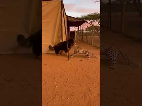 Tibetan Mastiff DESTROYS Leopard - SAVES Impala 🐕 #viral