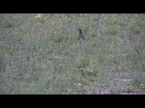 Djuma: Water Monitor Lizard at the pan - 12:07 - 12/16/21