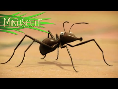 Minuscule – The Ants / Les Fourmis (Season 2)