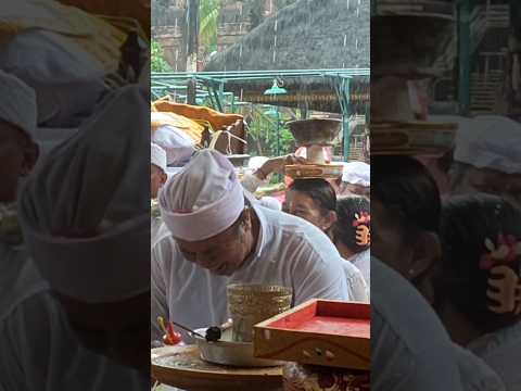 Kerauhan Rikala Taru Pule Jagi Ke Iring Budal Ke Pura Puseh Desa Adat Sumerta