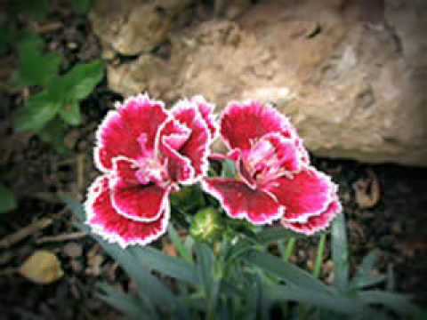 Saint Preux Prelude pour piano