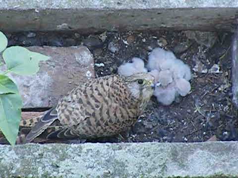 Common Kestrel Female Feeding Chicks