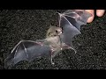 Following A Kitten S Cry I Found An Injured Baby Bat Rescue Animals