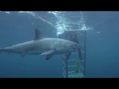 , title : 'Shark Week - Witte haai valt duiker in een kooi aan'