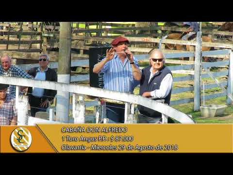 29-08-18 Venta de Toros Angus P.P. - Cabaña Don Alfredo - Olavarria.