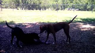 Download lagu 20170525 Tug at Swope Dog Park with Lola and Ruby mp3