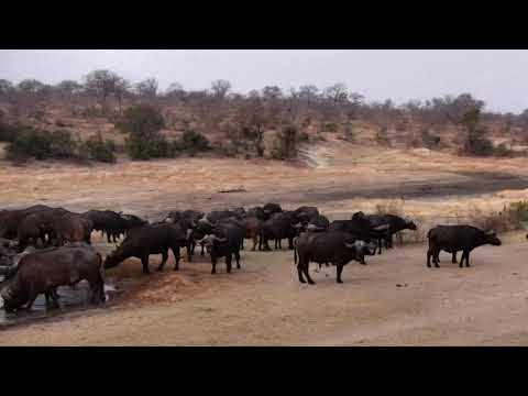 Djuma: Breeding herd of African Buffalo-Pt:1 - 17:03 - 09/19/18