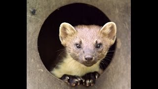 How pine martens can save red squirrels