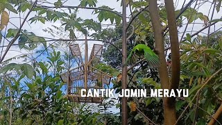 Download lagu Mikat burung cucak ijo dihutan poin cucak ijo mini asli sumatra mp3 Download lagu Mikat burung cucak ijo dihutan poin cucak ijo mini asli sumatra mp3