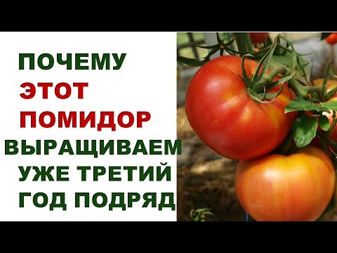 , title : 'Почему именно этот помидор выращиваем уже третий год подряд'