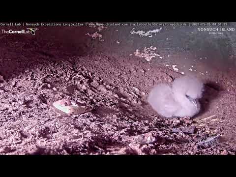 Adult Tropicbird Takes Brooding Break, Chick Spends Time Alone In The Burrow – May 5, 2021