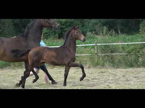 *2020 Stute von Morricone - Fürst Heinrich