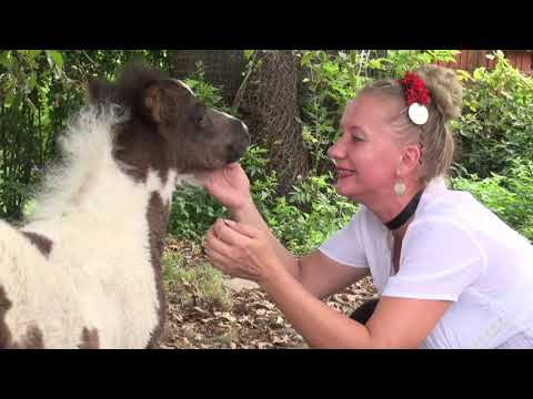 Zlatno klasje #178: Idila uz narodne nošnje i konje obitelji Mađarević