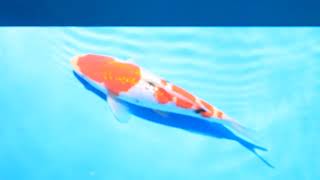 video van Ginrin Sanke 2404032