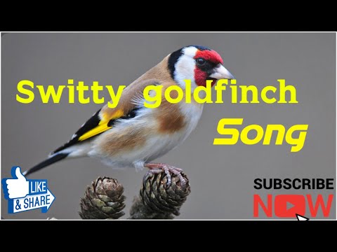 Switty goldfinch song 🎵 🎶 💯