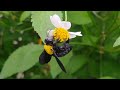Xylocopa Kumbang Lebah Lebah Tukang Kayu