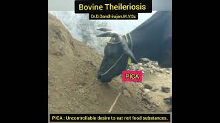 Download lagu Bovine PICA - Iron deficiency - Seen in Bovine Theileriosis - Dr.D.Gandhirajan.M.V.Sc mp3