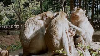 VID20241224081602 monkey moment 13