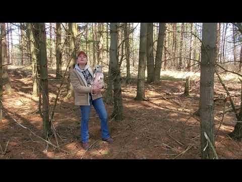 Native Mind, Indigenous Mind...Interpreting signs and symbols through our ancestors.