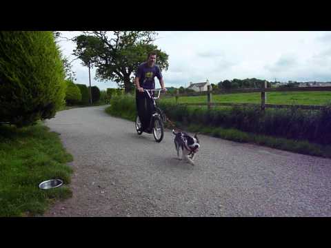 download lagu mp3 mp4 Pawtrekker Dog Scooter Usa, download lagu Pawtrekker Dog Scooter Usa gratis, unduh video klip Pawtrekker Dog Scooter Usa