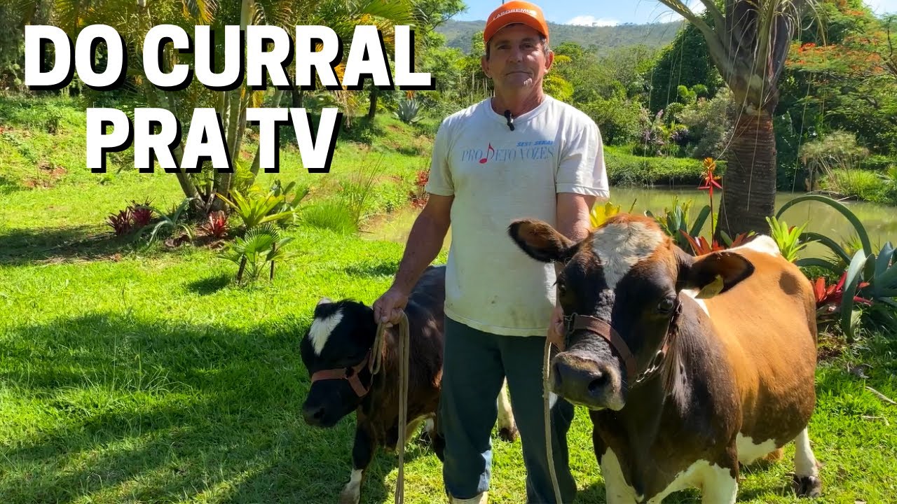 ELAS PRODUZEM MAIS LEITE DO QUE AS VACAS GRANDES