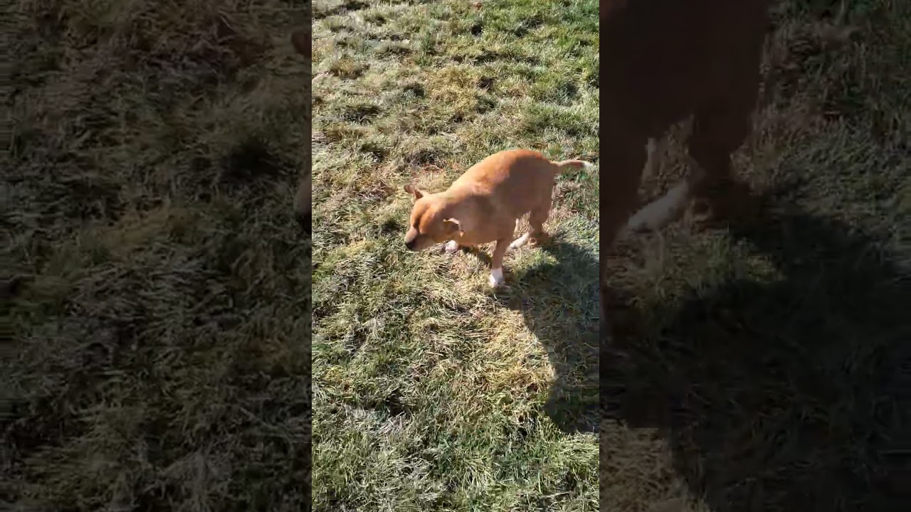 Peanut, an adoptable Chihuahua in Boise, ID video 5/6