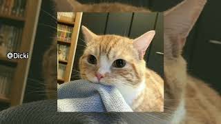 Download lagu Hal - l (UNDERWATER) TIKTOK VERSION mp3