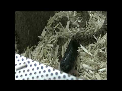 YouTube Video AGmFCoyIMk0