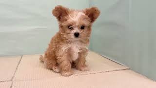 ハーフ犬の動画01