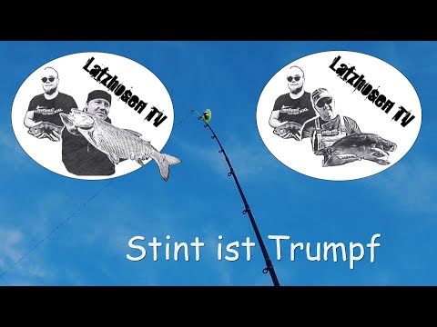 Stint ist Trumpf