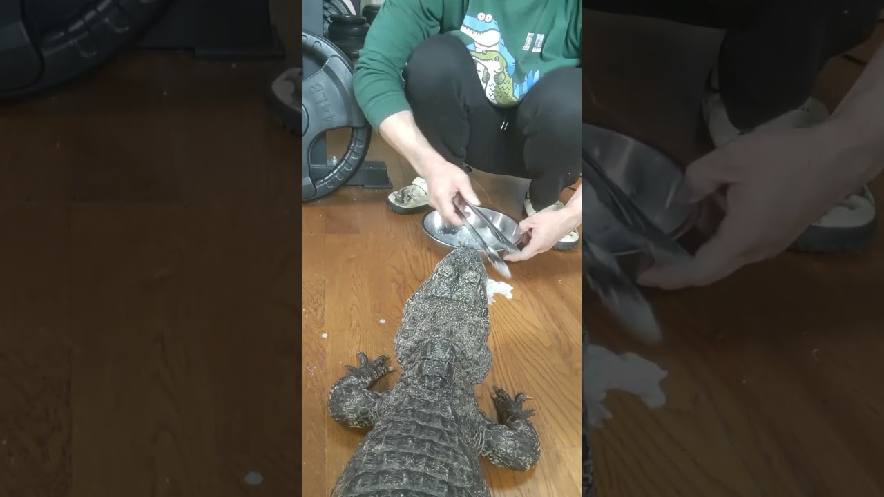 粗相をして怒られたから少し拗ねててテンション低めな天天🐊😅