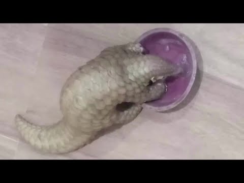 被救的穿山甲被放回野外 (Rescued pangolin released back to the wild)