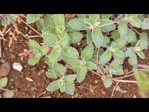 園芸 ネペタイエロー