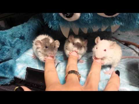 Pet Rats: Little nibbling pet rats! Cutest rat babies ever.