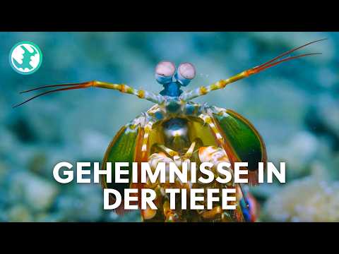 3+ Stunden Einschlafen mit spektakulären Korallenriffen Indonesiens