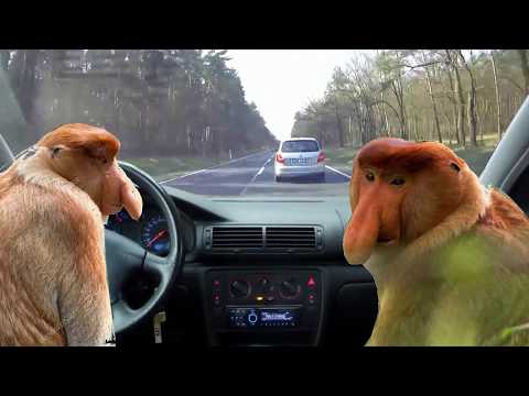Typowy Polak na Polskich Drogach