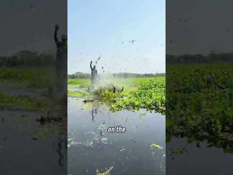 How do they mow grass in a swamp? #shortvideo