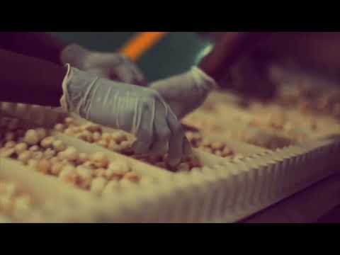 Mr Makhana Production Facility