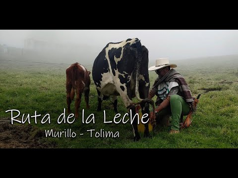Así es la Ruta de la Leche en Murillo