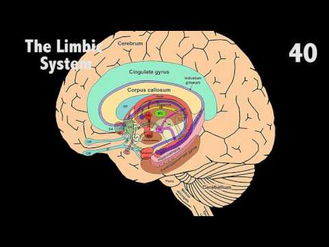 The Limbic System in 60 seconds