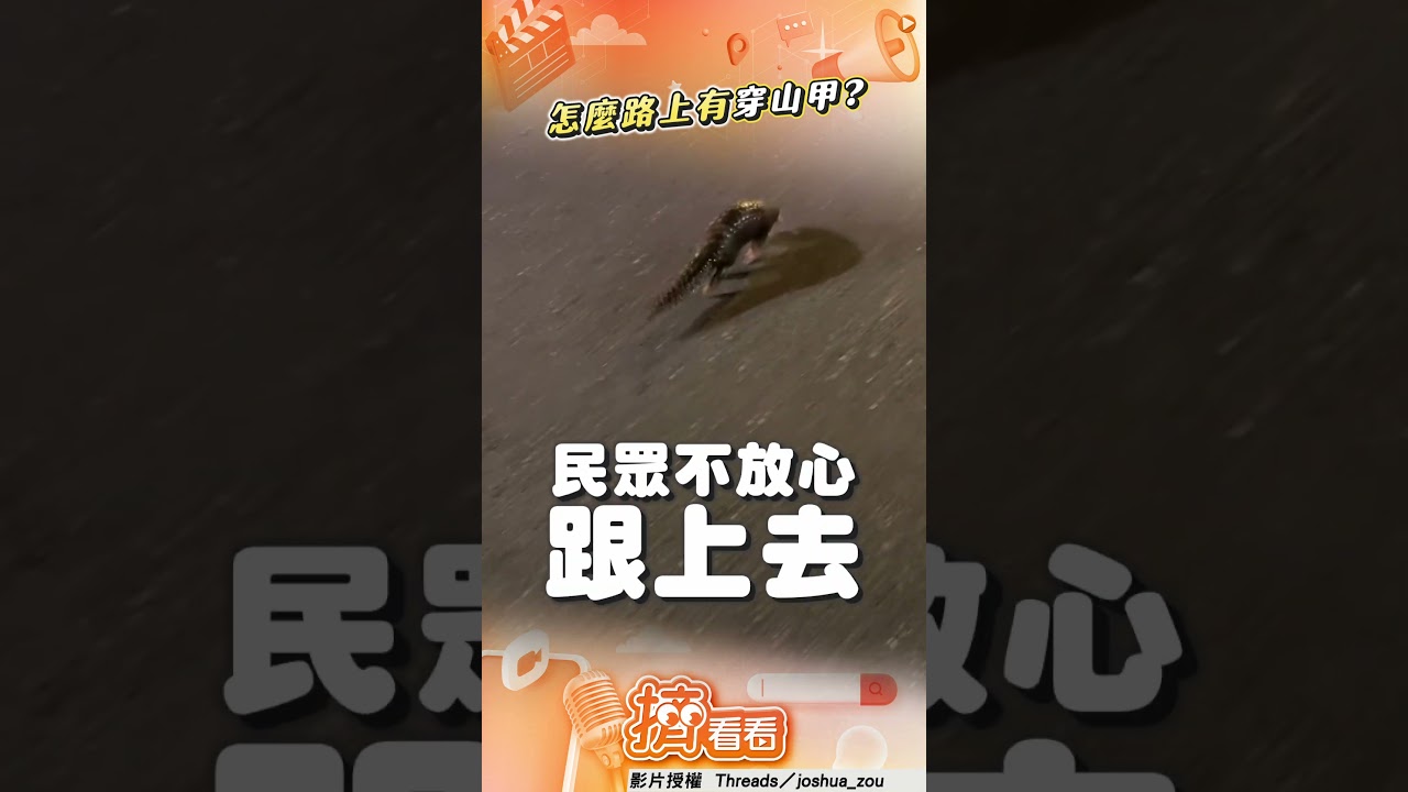 影音/基隆深夜穿山甲逛大街 幸遇好心人幫趕進草叢