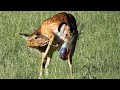 How Mother Deer Giving Birth In The Wild
