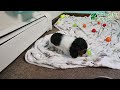 Miniature Dachshund dogs for sale: Benny - Video 1