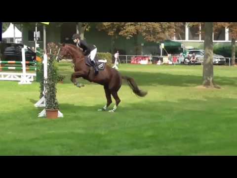 Amateur Holsteiner mare