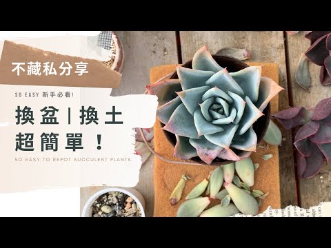換盆 換土 超EASY
