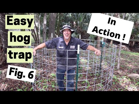 Easy figure 6 hog trap (in action)
