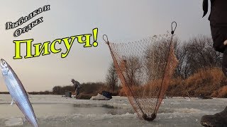 Ловля писуча на суйфуне снасть