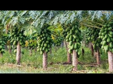 WOW! Amazing Agriculture Technology Papaya -2017